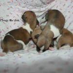 RedGirls7X