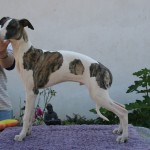 Foster1X Foster......Whisperun Cash Asset (Sire of upcoming litter)