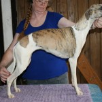 Jody1X Jody....Whisperun Touch of Glory (dam of upcoming litter)