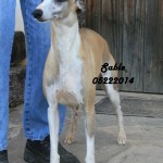 Sable3X