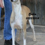 Sable4X