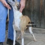 Sable5X