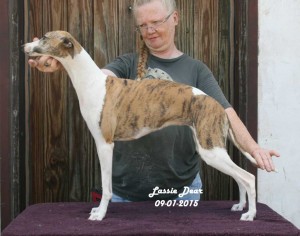 Lassie (Mother...dam)