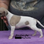 Blue Fawn Boy