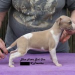 Blue Fawn Girl ONE