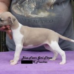Blue Fawn Girl Three