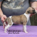 Brown Brindle Girl