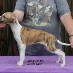 Angel (Puppy pic) Mother